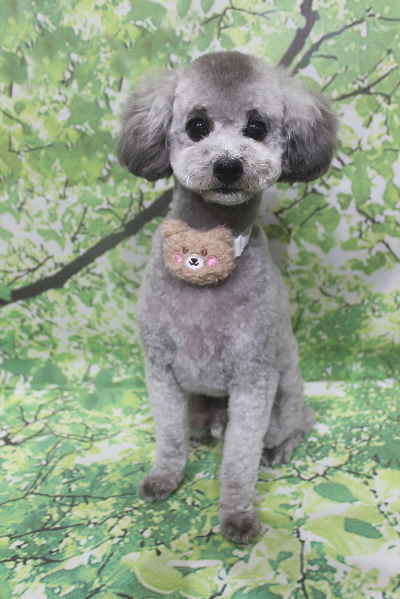 千葉県船橋市のトイプードルのトリミング画像