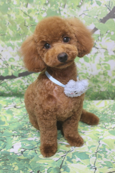 千葉県船橋市のトイプードルのトリミング画像