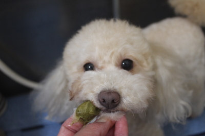 千葉県船橋市のトイプードルの歯磨き画像