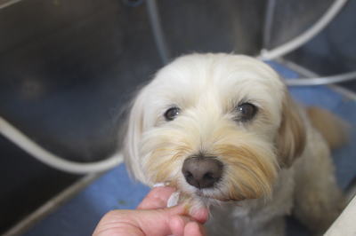 千葉県鎌ケ谷市のミックス犬の歯磨き画像