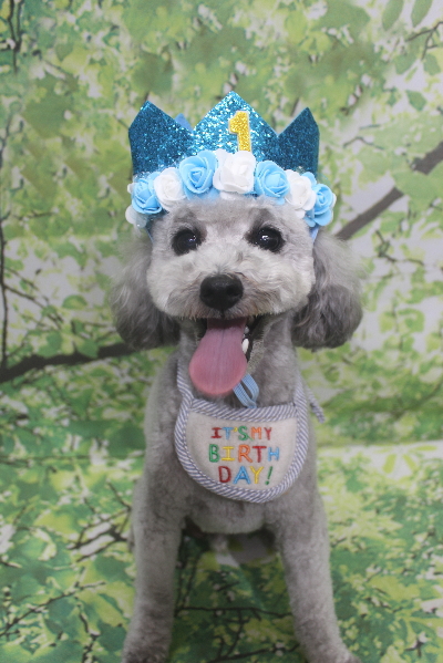 千葉県船橋市のトイプードルのトリミング画像