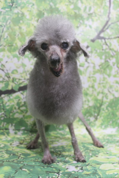 トイプードルブリーダーの成犬、トリミング画像