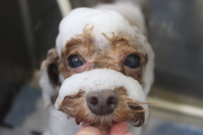 千葉県船橋市のトイプードルのシャンプー画像