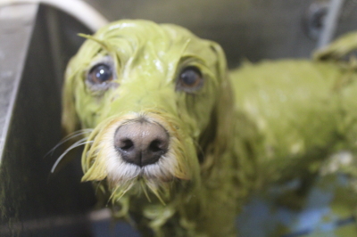 千葉県鎌ケ谷市のミックス犬のハーブパック画像