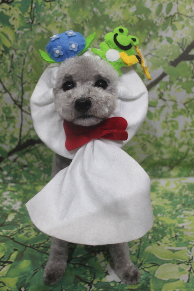 千葉県船橋市のトイプードルのトリミング画像