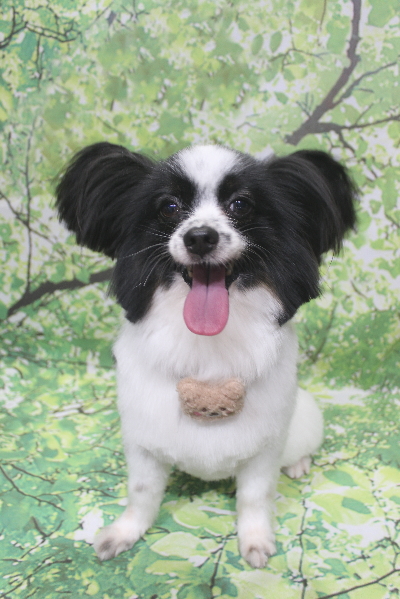 茨城県龍ヶ崎市のパピヨントリミング画像