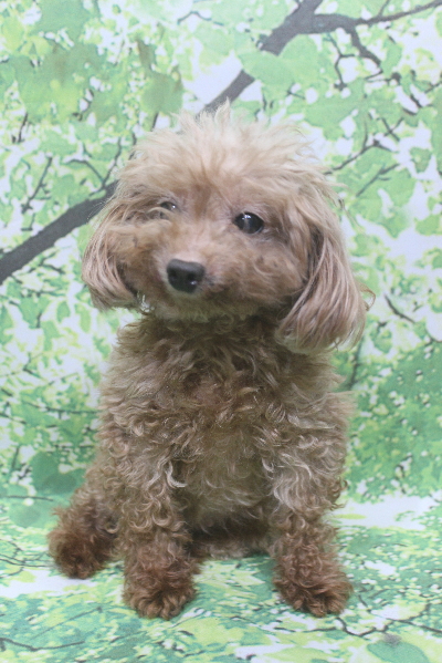 トイプードルブリーダーの成犬、トリミング前画像