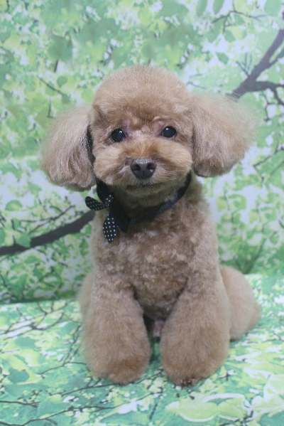 千葉県船橋市のトイプードルのトリミング画像