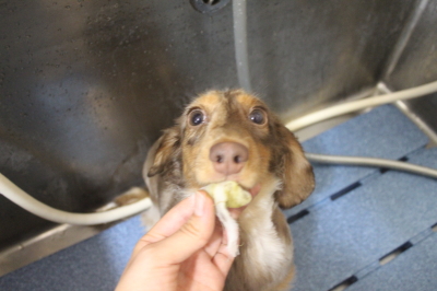 千葉県佐倉市のカニンヘンダックスの歯磨き画像