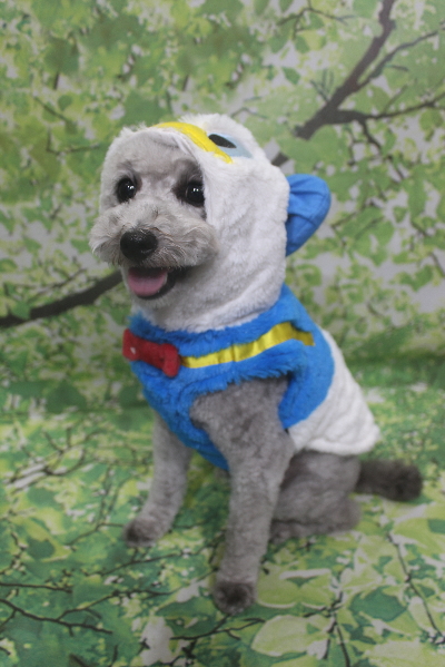 千葉県船橋市のトイプードルのトリミング画像