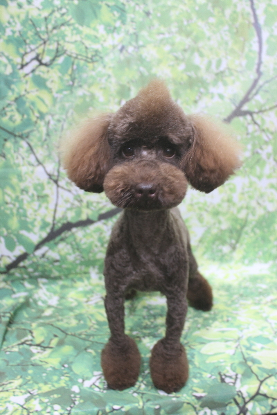 トイプードルブリーダーの成犬、トリミング画像