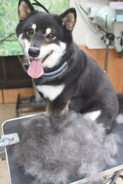 千葉県船橋市の柴犬のトリミング画像
