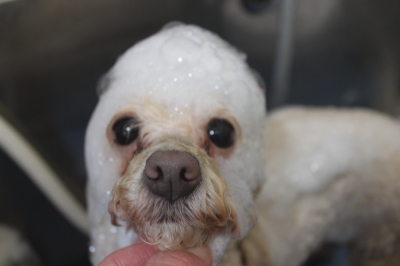 千葉県船橋市のトイプードルのシャンプー画像