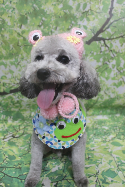 千葉県船橋市のトイプードルのトリミング画像