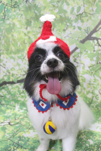 茨城県龍ヶ崎市のパピヨントリミング画像