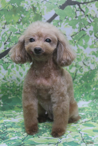 トイプードルブリーダーの成犬、トリミング画像