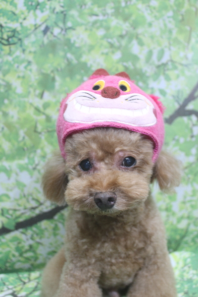 千葉県船橋市のトイプードルのトリミング画像