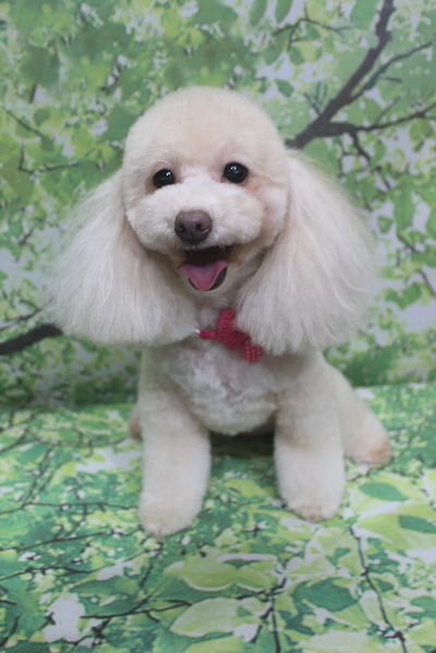 千葉県船橋市のトイプードルのトリミング画像