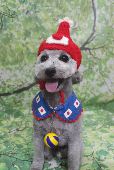 千葉県船橋市のトイプードルのトリミング画像