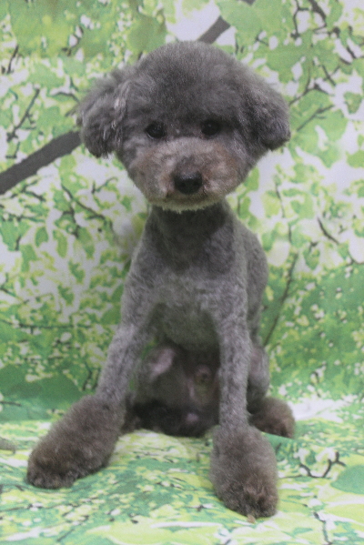 トイプードルブリーダーの成犬、トリミング画像