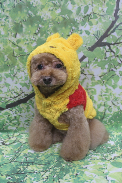 千葉県船橋市のトイプードルのトリミング画像