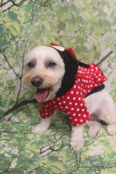 千葉県鎌ケ谷市のミックス犬のトリミング画像