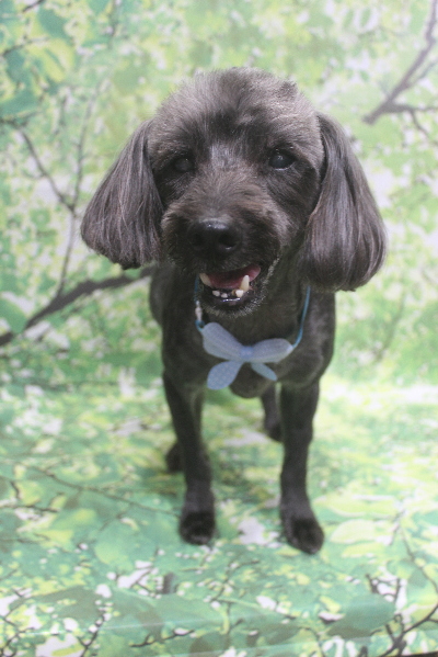 葉県鎌ケ谷市ミックス犬のトリミング画像
