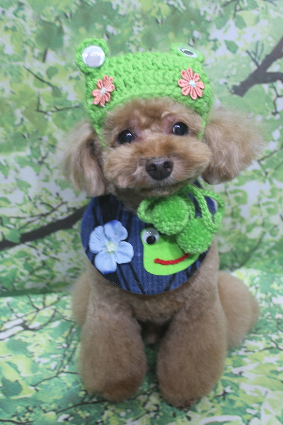 千葉県船橋市のトイプードルのトリミング画像