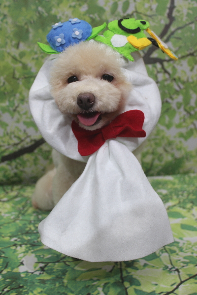 千葉県船橋市のトイプードルのトリミング画像