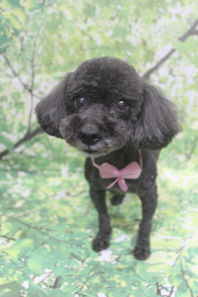 葉県鎌ケ谷市ミックス犬のトリミング画像