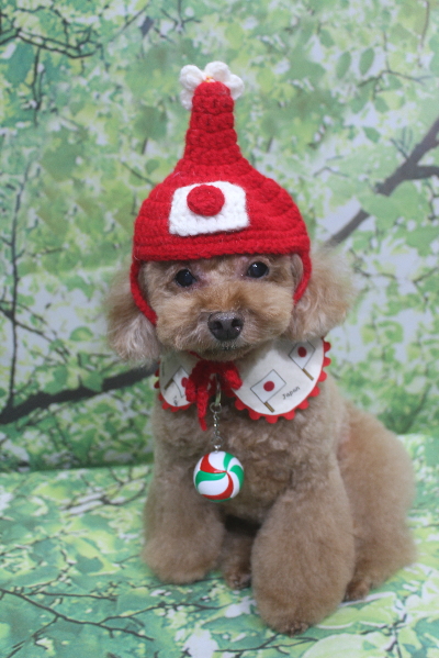 千葉県船橋市のトイプードルのトリミング画像