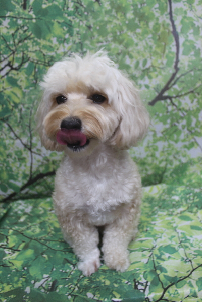 千葉県鎌ヶ谷市のミックス犬のトリミング前画像