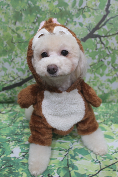 千葉県船橋市のトイプードルのトリミング画像