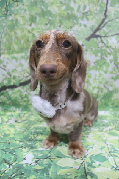 千葉県佐倉市のカニンヘンダックストリミング画像