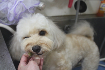 千葉県鎌ヶ谷市のミックス犬の歯磨き画像