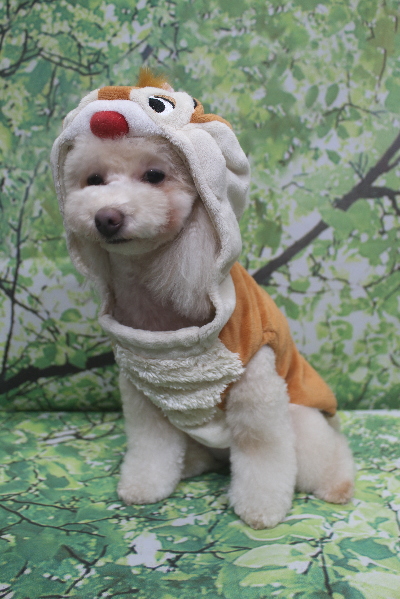 千葉県船橋市のトイプードルのトリミング画像