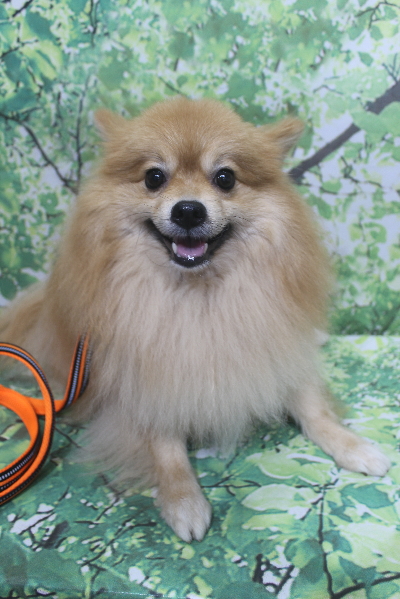 千葉県船橋市ポメラニアンのトリミング前画像