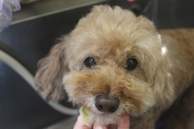 千葉県松戸市のトイプードルの歯磨き画像