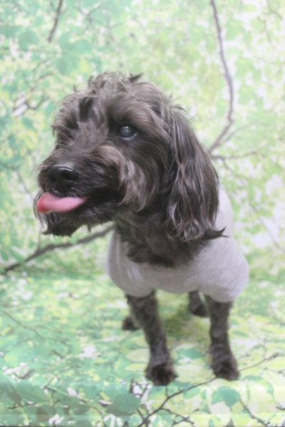 千葉県鎌ケ谷市ミックス犬のトリミング前画像