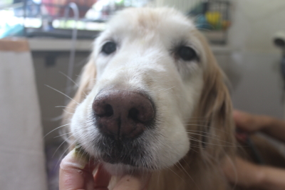 千葉県市川市のゴールデンレトリバーの歯磨き画像