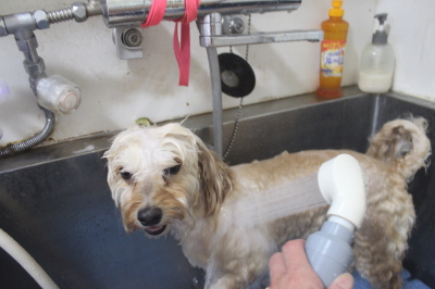 千葉県鎌ヶ谷市のミックス犬のオゾンシャワー画像