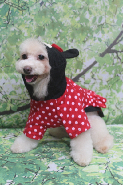 千葉県船橋市のトイプードルのトリミング画像