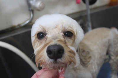 千葉県鎌ヶ谷市のミックス犬のシャンプー画像