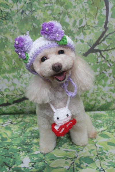 千葉県船橋市のトイプードルのトリミング画像