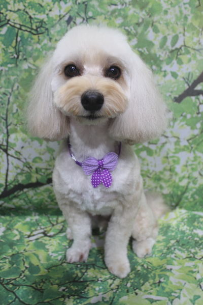 千葉県鎌ヶ谷市のミックス犬のトリミング画像