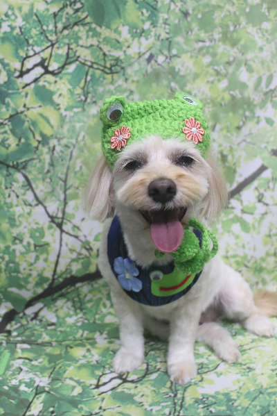 千葉県鎌ケ谷市のミックス犬のトリミング画像