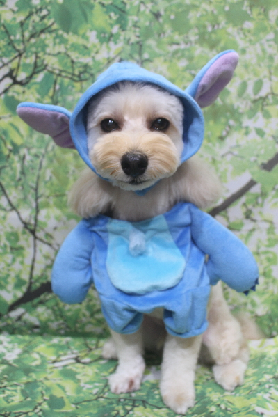 千葉県鎌ヶ谷市のミックス犬のトリミング画像