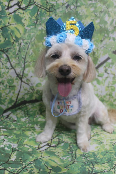千葉県鎌ケ谷市のミックス犬のトリミング画像