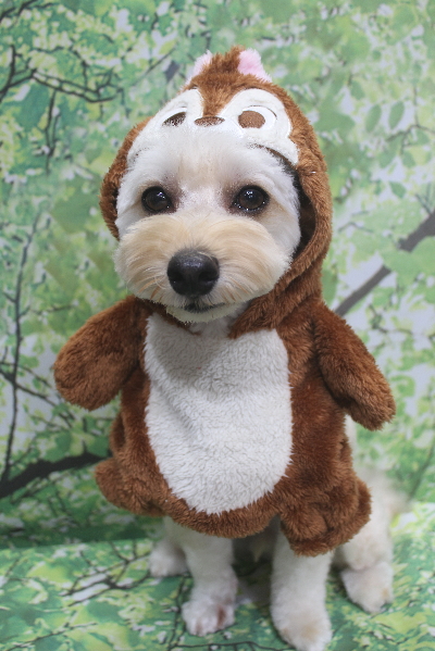 千葉県鎌ヶ谷市のミックス犬のトリミング画像