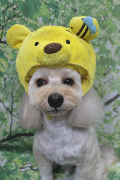 千葉県鎌ヶ谷市のミックス犬のトリミング画像